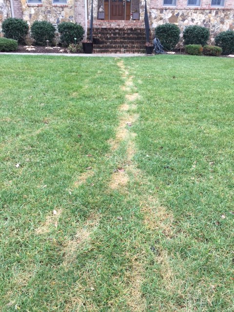 Lawn damage in lawn caused by foot traffic when frost was on the ground